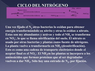 La alamina lo transporta por la sangre y en el hígado una transaminasa hace lo mismo al revés: