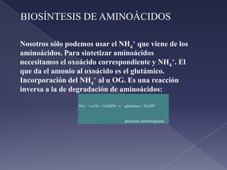 el piruvato puede ser para la gluconeogénesis y da glucosa que por la sangre vuelve al músculo.CICLO DE LA UREA.Descubierto por Sir Hans Adolf Krebs y Henseleit. 
