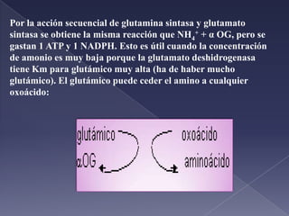 Para eliminar el amonio se convierte en urea.