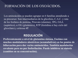  Ocurre preferentemente en el hígado y se ven implicados las enzimas mitocondriales y del citosol.