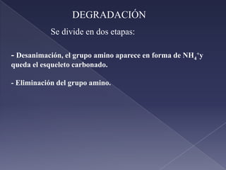  De proteínas funcionales de la célula que se recambian.Los  aminoácidos se reutilizan para sintetizar proteínas que se pueden degradarpara obtener energía. Ejemplos:- Cuando se ingieren muchas proteínas.- Cuando hay déficit de glucosa y hace falta energía.
