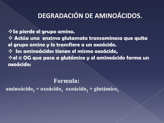            DEGRADACIÓN              Se divide en dos etapas: - Desanimación, el grupo amino aparece en forma de NH4+y queda el esqueleto carbonado.- Eliminación del grupo amino.