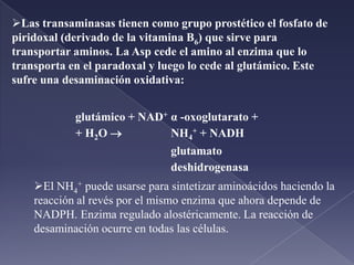   DEGRADACIÓN DE AMINOÁCIDOS.Se pierde el grupo amino.