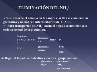  Actúa una  enzima glutamato transaminasa que quita el grupo amino y lo transfiere a un oxoácido.