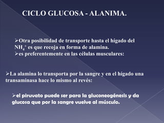  los aminoácidos tienen el mismo oxoácido, 