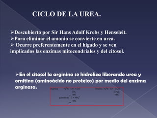 el α OG que pasa a glutámico y el aminoácido forma un oxoácido:Formula:aminoácido2 + oxoácido1  oxoácido2 + glutámico1