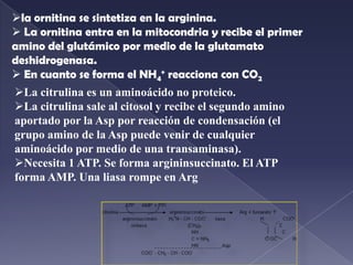 Las transaminasas tienen como grupo prostético el fosfato de piridoxal (derivado de la vitamina B6) que sirve para transportar aminos. La Asp cede el amino al enzima que lo transporta en el paradoxal y luego lo cede al glutámico. Este sufre una desaminación oxidativa: