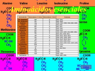 Aminoácidos esenciales




                     índice
 