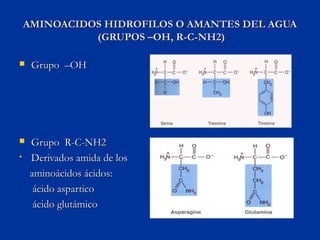 AMINOACIDOS HIDROFILOS O AMANTES DEL AGUA
              (GRUPOS –OH, R-C-NH2)

    Grupo –OH




    Grupo R-C-NH2
•    ...