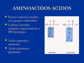 AMINOACIDOS ACIDOS
   Poseen cadenas laterales
    con grupos carboxilato
   Cadenas laterales
    cargadas negativament...
