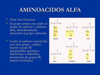 AMINOACIDOS ALFA
   Clase mas frecuente
   El grupo amino esta unido al
    átomo de carbono ( carbono
    alfa), inmedi...