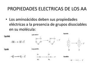 PROPIEDADES ELECTRICAS DE LOS AA
• Los aminoácidos deben sus propiedades
  eléctricas a la presencia de grupos disociables
  en su molécula:
 