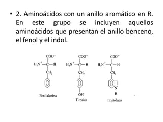 • 2. Aminoácidos con un anillo aromático en R.
  En este grupo se incluyen aquellos
  aminoácidos que presentan el anillo benceno,
  el fenol y el indol.
 
