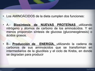 • Los AMINOÁCIDOS de la dieta cumplen dos funciones:

• A.- Biosíntesis de NUEVAS PROTEÍNAS utilizando
  nitrógeno y átomos de carbono de los aminoácidos. Y en
  menos proporción síntesis de glucosa (gluconeogénesis) o
  ácidos grasos.

• B.- Producción de ENERGÍA, utilizando la cadena de
  carbonos de sus aminoácidos que se transforman en
  intermediarios de la glucólisis y el ciclo de Krebs, en donde
  se degradan para producir
 