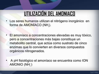 UTILIZACIÓN DEL AMONIACO
• Los seres humanos utilizan el nitrógeno inorgánico en
  forma de AMONÍACO (NH3).


• El amoníaco a concentraciones elevadas es muy tóxico,
  pero a concentraciones más bajas constituye un
  metabolito central, que actúa como sustrato de cinco
  enzimas que lo convierten en diversos compuestos
  orgánicos nitrogenados.

•   A pH fisiológico el amoníaco se encuentra como ION
    AMONIO (NH4+)
 