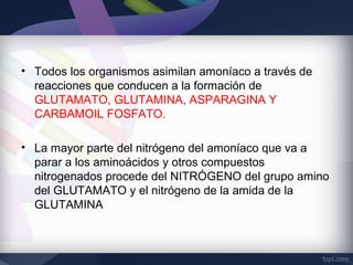 • Todos los organismos asimilan amoníaco a través de
  reacciones que conducen a la formación de
  GLUTAMATO, GLUTAMINA, ASPARAGINA Y
  CARBAMOIL FOSFATO.

• La mayor parte del nitrógeno del amoníaco que va a
  parar a los aminoácidos y otros compuestos
  nitrogenados procede del NITRÓGENO del grupo amino
  del GLUTAMATO y el nitrógeno de la amida de la
  GLUTAMINA
 