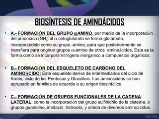 BIOSÍNTESIS DE AMINOÁCIDOS
• A.- FORMACIÓN DEL GRUPO αAMINO, por medio de la incorporación
  del amoniaco (NH3) al α cetoglutarato se forma glutamato,
  incorporándolo como su grupo -amino, para que posteriormente se
  transfiera para originar grupos α-amino de otros aminoácidos. Esta es la
  forma como se incorpora nitrógeno inorgánico a compuestos orgánicos.

• B.- FORMACIÓN DEL ESQUELETO DE CARBONO DEL
  AMINOÁCIDO: Este esqueleto deriva de intermediarios del ciclo de
  Krebs, ciclo de las Pentosas y Glucólisis. Los aminoácidos se han
  agrupado en familias de acuerdo a su origen biosintético

• C.- FORMACIÓN DE GRUPOS FUNCIONALES DE LA CADENA
  LATERAL: como la incorporación del grupo sulfihidrilo de la cisteína, o
  grupos guanidino, imidazol, hidroxilo, y amida de diversos aminoácidos.
 