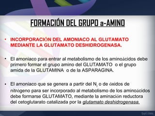 FORMACIÓN DEL GRUPO a-AMINO
• INCORPORACIÓN DEL AMONIACO AL GLUTAMATO
  MEDIANTE LA GLUTAMATO DESHIDROGENASA.

• El amoniaco para entrar al metabolismo de los aminoácidos debe
  primero formar el grupo amino del GLUTAMATO o el grupo
  amida de la GLUTAMINA o de la ASPARAGINA.

• El amoniaco que se genera a partir del N2 o de óxidos de
  nitrógeno para ser incorporado al metabolismo de los aminoácidos
  debe formarse GLUTAMATO, mediante la aminación reductora
  del cetoglutarato catalizada por la glutamato deshidrogenasa.
 