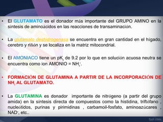 •   El GLUTAMATO es el donador más importante del GRUPO AMINO en la
    síntesis de aminoácidos en las reacciones de transaminación.

•   La glutamato deshidrogenasa se encuentra en gran cantidad en el hígado,
    cerebro y riñón y se localiza en la matriz mitocondrial.

•   El AMONIACO tiene un pKa de 9.2 por lo que en solución acuosa neutra se
    encuentra como ion AMONIO = NH4+.

•   FORMACIÓN DE GLUTAMINA A PARTIR DE LA INCORPORACIÓN DE
    NH3 AL GLUTAMATO.

•   La GLUTAMINA es donador importante de nitrógeno (a partir del grupo
    amida) en la síntesis directa de compuestos como la histidina, triftófano ,
    nucleótidos, purinas y pirimidinas , carbamoil-fosfato, aminoazúcares ,
    NAD+, etc..
 