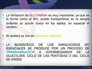 • La formación de GLUTAMINA es muy importante, ya que es
  la forma como el NH3, puede transportarse en la sangre
  evitando su acción tóxica en los tejidos, en especial el
  cerebro .

• El cerebro es rico en glutamina sintetasa.

• LA   BIOSÍNTESIS  DE   LOS   AMINOÁCIDOS   NO
  ESENCIALES SE PRODUCE POR UN PROCESO DE
  TRANSAMINACIÓN A INTERMEDIARIOS DE LA
  GLUCÓLISIS, CICLO DE LAS PENTOSAS O DEL CICLO
  DE KREBS.
 