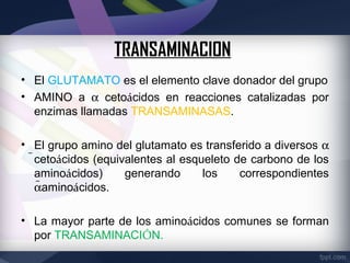TRANSAMINACION
• El GLUTAMATO es el elemento clave donador del grupo
• AMINO a α cetoácidos en reacciones catalizadas por
  enzimas llamadas TRANSAMINASAS.

• El grupo amino del glutamato es transferido a diversos α
  cetoácidos (equivalentes al esqueleto de carbono de los
   aminoácidos)     generando      los    correspondientes
   αaminoácidos.

• La mayor parte de los aminoácidos comunes se forman
  por TRANSAMINACIÓN.
 