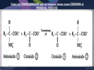 Todas las TRANSAMINASAS que se conocen tienen como COENZIMA el
                     PIRIDOXAL FOSFATO
 