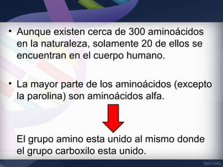 • Aunque existen cerca de 300 aminoácidos
  en la naturaleza, solamente 20 de ellos se
  encuentran en el cuerpo humano.

• La mayor parte de los aminoácidos (excepto
  la parolina) son aminoácidos alfa.



 El grupo amino esta unido al mismo donde
 el grupo carboxilo esta unido.
 