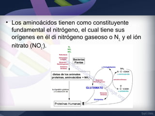 • Los aminoácidos tienen como constituyente
  fundamental el nitrógeno, el cual tiene sus
  orígenes en él di nitrógeno gaseoso o N2, y el ión
  nitrato (NO3-).
 