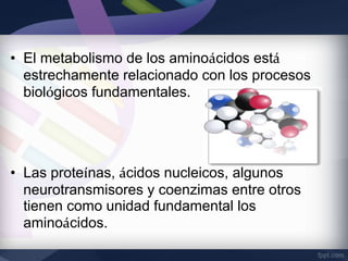 • El metabolismo de los aminoácidos está
  estrechamente relacionado con los procesos
  biológicos fundamentales.




• Las proteínas, ácidos nucleicos, algunos
  neurotransmisores y coenzimas entre otros
  tienen como unidad fundamental los
  aminoácidos.
 