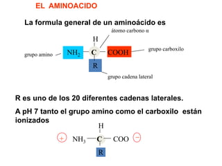 EL AMINOACIDO
La formula general de un aminoácido es
átomo carbono α

H
NH2

grupo amino

C

COOH

grupo carboxilo

R
grupo cadena lateral

R es uno de los 20 diferentes cadenas laterales.
A pH 7 tanto el grupo amino como el carboxilo están
ionizados
H
+

NH3

C
R

COO

 