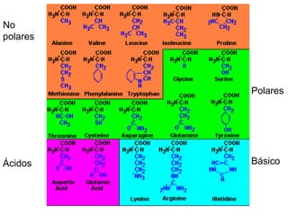 No
polares
Polares
Ácidos Básico
 