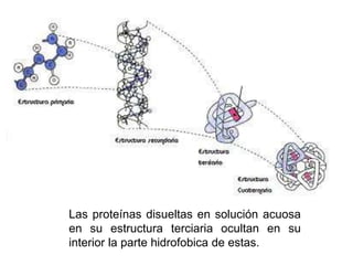 Las proteínas disueltas en solución acuosa
en su estructura terciaria ocultan en su
interior la parte hidrofobica de estas.
 