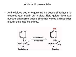 Aminoácidos esenciales
• Aminoácidos que el organismo no puede sintetizar y lo
tenemos que ingerir en la dieta. Esto quiere decir que
nuestro organismo puede sintetizar varios aminoácidos
a partir de lo que ingerimos.
 