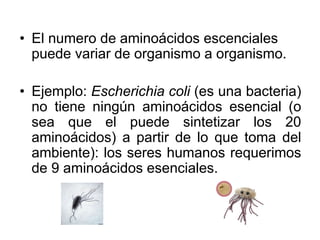 • El numero de aminoácidos escenciales
puede variar de organismo a organismo.
• Ejemplo: Escherichia coli (es una bacteria)
no tiene ningún aminoácidos esencial (o
sea que el puede sintetizar los 20
aminoácidos) a partir de lo que toma del
ambiente): los seres humanos requerimos
de 9 aminoácidos esenciales.
 