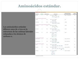 Aminoácidos estándar.
Los aminoácidos estándar
difieren unos de o tros en la
estructura de las cadenas laterales
enlazadas a los átomos de
carbono α.
 