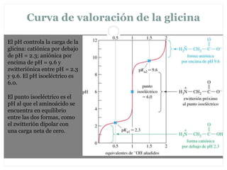 Curva de valoración de la glicina
El pH controla la carga de la
glicina: catiónica por debajo
de pH = 2.3; aniónica por
encima de pH = 9.6 y
zwitteriónica entre pH = 2.3
y 9.6. El pH isoeléctrico es
6.0.
El punto isoeléctrico es el
pH al que el aminoácido se
encuentra en equilibrio
entre las dos formas, como
el zwitterión dipolar con
una carga neta de cero.
 