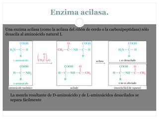 Enzima acilasa.
Una enzima acilasa (como la acilasa del riñón de cerdo o la carboxipeptidasa) sólo
desacila al aminoácido natural L
La mezcla resultante de D-aminoácido y de L-aminoácidos desacilados se
separa fácilmente
 