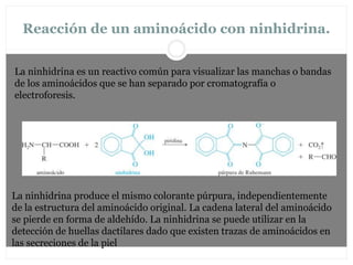 Reacción de un aminoácido con ninhidrina.
La ninhidrina es un reactivo común para visualizar las manchas o bandas
de los aminoácidos que se han separado por cromatografía o
electroforesis.
La ninhidrina produce el mismo colorante púrpura, independientemente
de la estructura del aminoácido original. La cadena lateral del aminoácido
se pierde en forma de aldehído. La ninhidrina se puede utilizar en la
detección de huellas dactilares dado que existen trazas de aminoácidos en
las secreciones de la piel
 