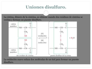 Uniones disulfuro.
La cistina, dímero de la cisteína, se obtiene cuando dos residuos de cisteína se
oxidan y forman un puente disulfuro.
La oxidación suave enlaza dos moléculas de un tiol para formar un puente
disulfuro.
 