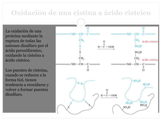 Oxidación de una cistina a ácido cisteico
La oxidación de una
proteína mediante la
ruptura de todas las
uniones disulfuro por el
ácido peroxifórmico,
oxidando la cisteína a
ácido cisteico.
Los puentes de cisteína,
cuando se reducen a la
forma tiol, tienen
tendencia a reoxidarse y
volver a formar puentes
disulfuro.
 