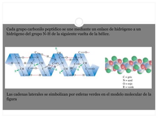 Cada grupo carbonilo peptídico se une mediante un enlace de hidrógeno a un
hidrógeno del grupo N-H de la siguiente vuelta de la hélice.
Las cadenas laterales se simbolizan por esferas verdes en el modelo molecular de la
figura
 