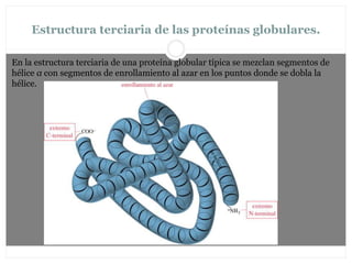 Estructura terciaria de las proteínas globulares.
En la estructura terciaria de una proteína globular típica se mezclan segmentos de
hélice α con segmentos de enrollamiento al azar en los puntos donde se dobla la
hélice.
 