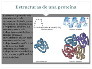 Estructuras de una proteína
La estructura primaria es la
estructura enlazada
covalentemente, incluyendo
la secuencia de aminoácidos
y los puentes disulfuro. La
estructura secundaria
incluye las áreas de hélices α,
láminas plegadas o
enrollamientos al azar. En la
estructura terciaria se
incluye la conformación total
de la molécula. En la
estructura cuaternaria se
incluye la asociación de dos o
más cadenas peptídicas de la
proteína activa.
 