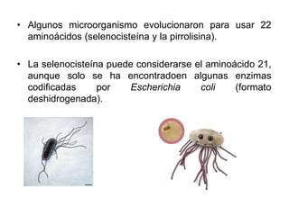 • Algunos microorganismo evolucionaron para usar 22
aminoácidos (selenocisteína y la pirrolisina).
• La selenocisteína puede considerarse el aminoácido 21,
aunque solo se ha encontradoen algunas enzimas
codificadas por Escherichia coli (formato
deshidrogenada).
 