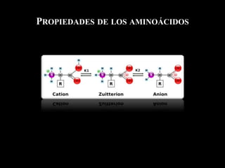 PROPIEDADES DE LOS AMINOÁCIDOS
*
 