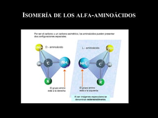 ISOMERÍA DE LOS ALFA-AMINOÁCIDOS
*
 