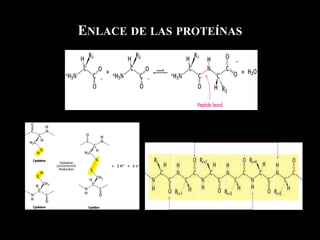 ENLACE DE LAS PROTEÍNAS
*
 
