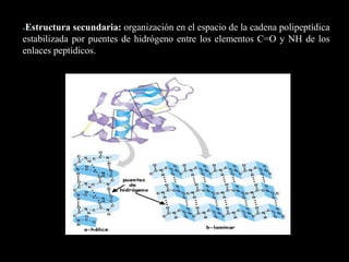 ●Estructura secundaria: organización en el espacio de la cadena polipeptídica
estabilizada por puentes de hidrógeno entre los elementos C=O y NH de los
enlaces peptídicos.
*
 