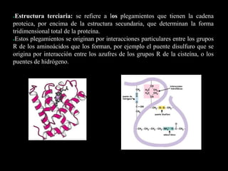 ●Estructura terciaria: se refiere a los plegamientos que tienen la cadena
proteica, por encima de la estructura secundaria, que determinan la forma
tridimensional total de la proteína.
●Estos plegamientos se originan por interacciones particulares entre los grupos
R de los aminoácidos que los forman, por ejemplo el puente disulfuro que se
origina por interacción entre los azufres de los grupos R de la cisteína, o los
puentes de hidrógeno.
*
 