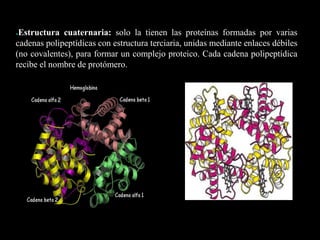 ●Estructura cuaternaria: solo la tienen las proteínas formadas por varias
cadenas polipeptídicas con estructura terciaria, unidas mediante enlaces débiles
(no covalentes), para formar un complejo proteico. Cada cadena polipeptídica
recibe el nombre de protómero.
*
 